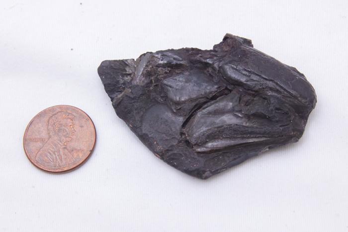 3.19亿年前的鱼脑化石