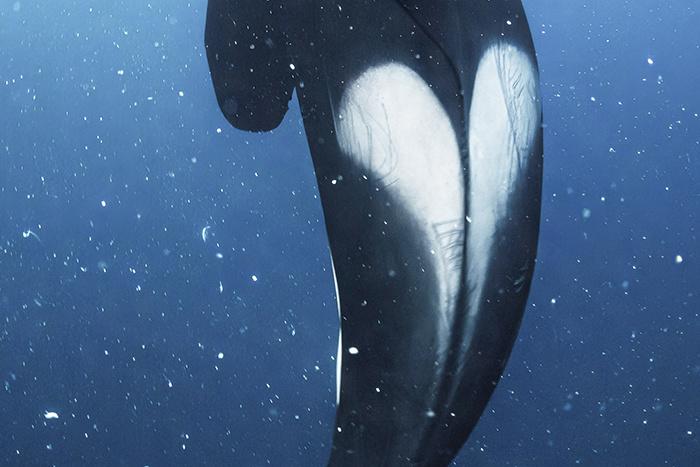 虎鲸身背完美“爱心”