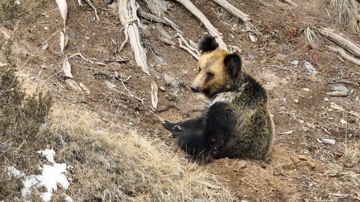 棕熊结束冬眠外出活动觅食