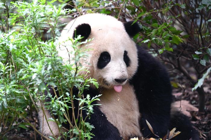 大熊猫中的网红顶流“和花”卖萌