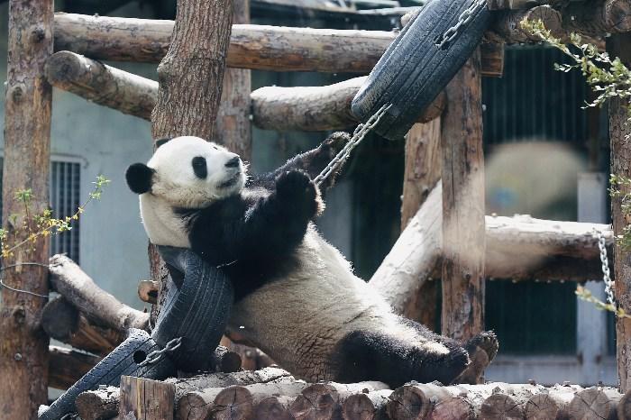 大熊猫“萌兰”耍宝卖萌引围观