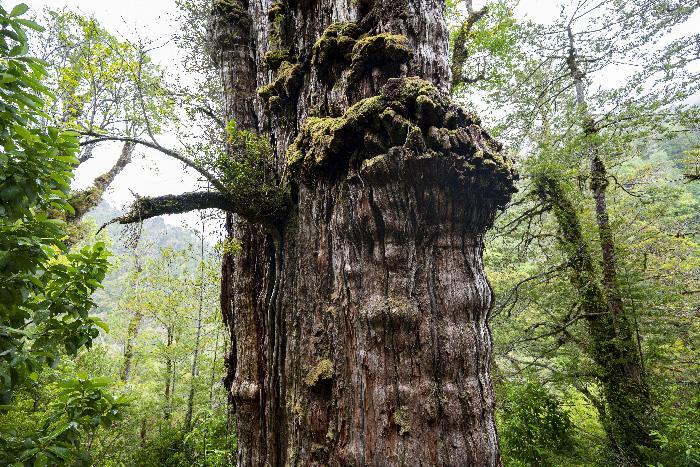 智利或发现世界上最古老的树