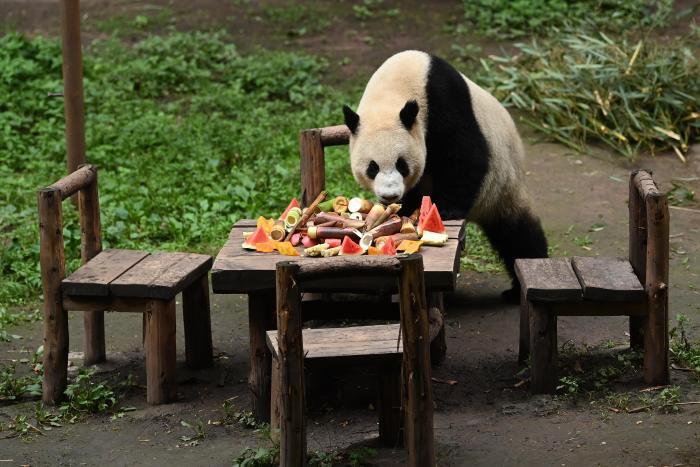 大熊猫享用美食萌态十足