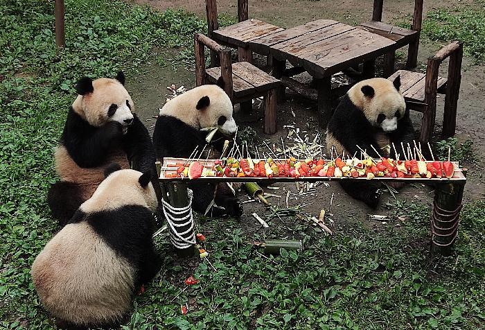 大熊猫享用“自助烧烤”过“六一”