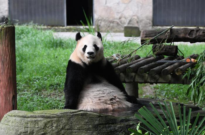 重庆大熊猫限时营业引围观 