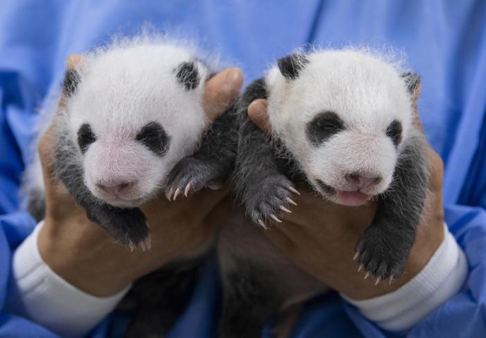 双胞胎大熊猫幼崽满月照