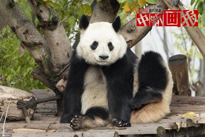 大熊猫“成功”与它的孩子们	