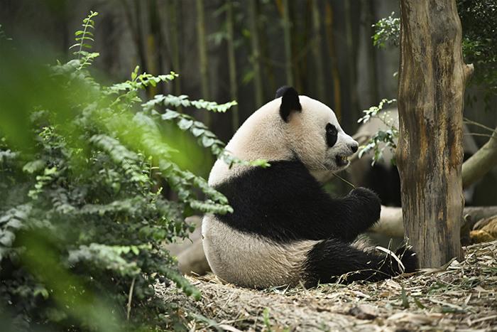 大熊猫“叻叻”今日启程从新加坡返回中国