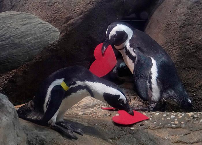 企鹅情人节