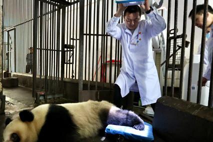 大熊猫软组织损伤 重庆动物园借助园外医疗设备联合医疗专家会诊