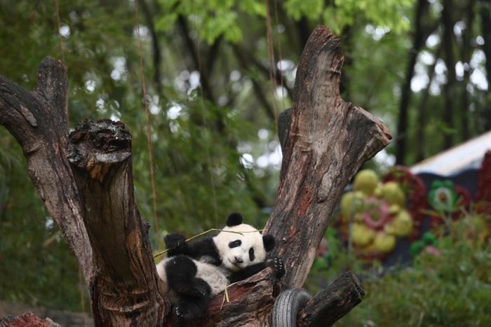 开启“吃播”模式 大熊猫萌态十足