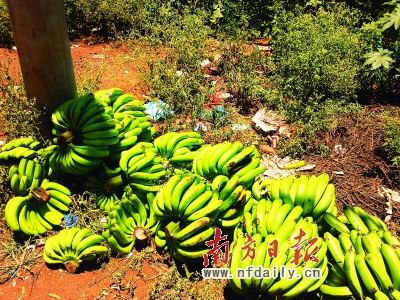 �㶫���ϡ�ײ����������ũ�����ԣ�ͼ��