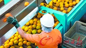美国叫停橙汁进口因怀疑含致癌化学制剂多菌灵