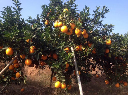 ĳ��������С��������ˮ������Ա��н30��ͼ��