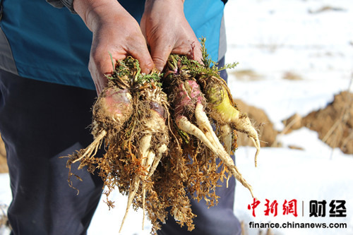 ר�ң���������ѩɽ�꿧����������³�꿧����