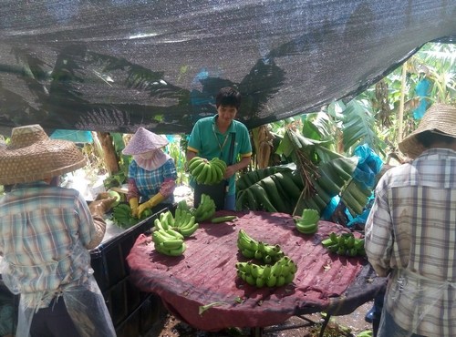 6月海南香蕉产量稳定“蕉虑症”今年或不再现
