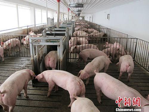 非洲猪瘟现“炒猪”行为中国官方：严厉打击