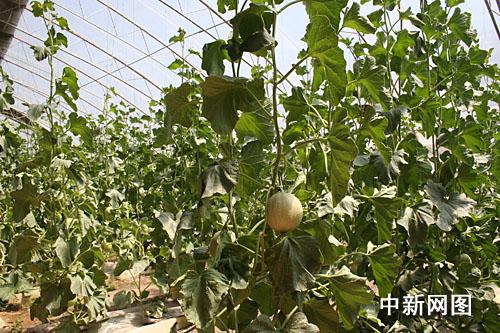 鄂尔多斯市推进城郊“菜篮子”工程,让居民吃上“放心菜”。图为十二连城乡大棚内的绿色有机蔬菜。