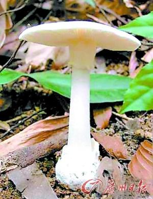 市民采回野蘑菇煲汤喝致全家8口中毒