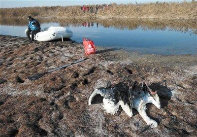 天津中毒死亡白鹳增至21只 发现3处人造毒池