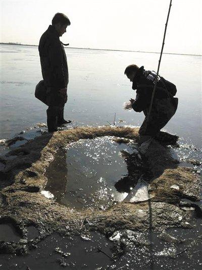 天津中毒死亡白鹳为农药中毒 当地难见白鹳身影