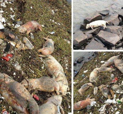 横潦泾河道内漂浮着大量死猪。