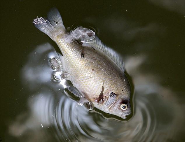 高温致华盛顿广场池塘千条鱼死亡图5