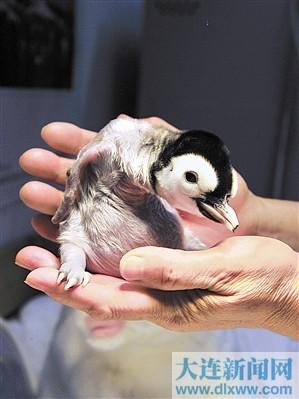 5只帝企鹅破壳大头娃娃天生体弱惹人怜图