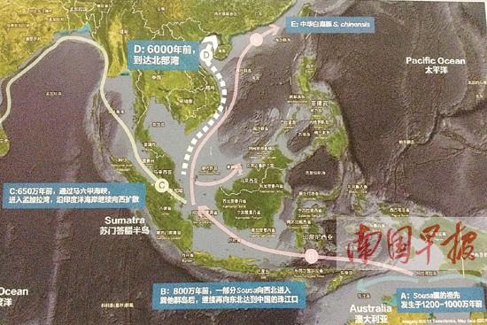 钦州白海豚身世之谜揭晓:独特的地理种群(图)