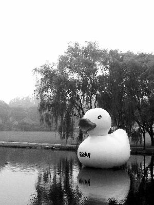 紫玉山庄内的好奇鸭。