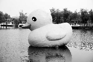 金港汽车公园的“大黄鸭”。