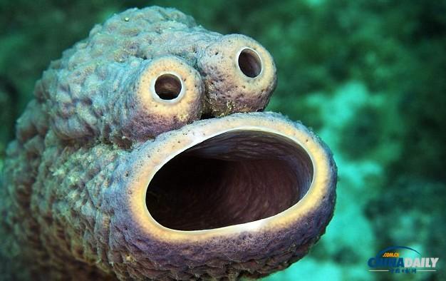 ͼ����Ӱʦ�ĵ��Źֺ������� ���ơ�֥��֡������