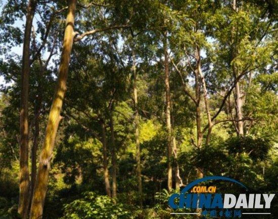 澳州现“摇钱树” 首次发现桉树叶中含黄金(图)