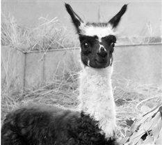 杭州动物园诞“黑白配”羊驼 被称神兽中的熊猫