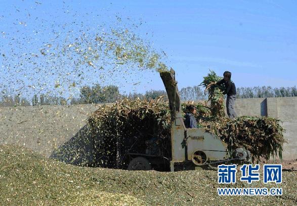 (经济)(1)玉米秸秆“变废为宝”