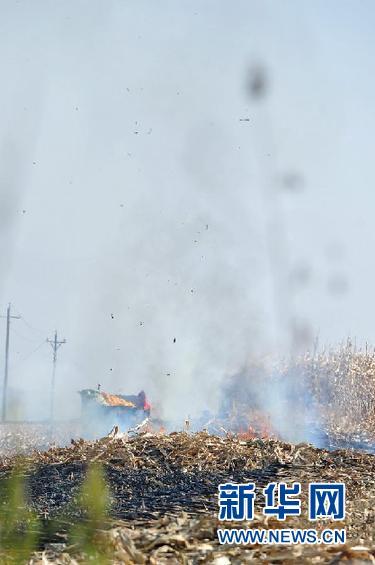 (晚报)(2)专家提醒:焚烧秸秆会伤田