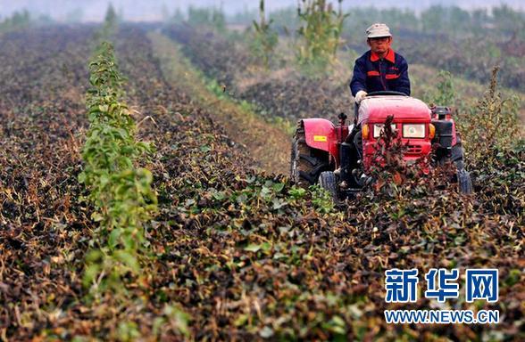 #(农业)(3)山东立体间作农业迎来丰收