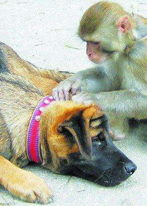 猴狗"兄弟"情深 猴骑在狗背上还帮其梳理毛(图)