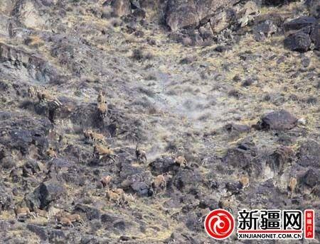雪豹追捕野生北山羊瞬间(通讯员沈志君摄)