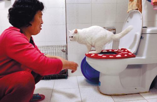 小猫上厕所主动蹲坐便撒尿动作娴熟图