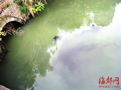 直径近两米的涵洞口(图中左侧)漂出一团团粪便,直排白马河 N本报记者 阙文龙 文/图