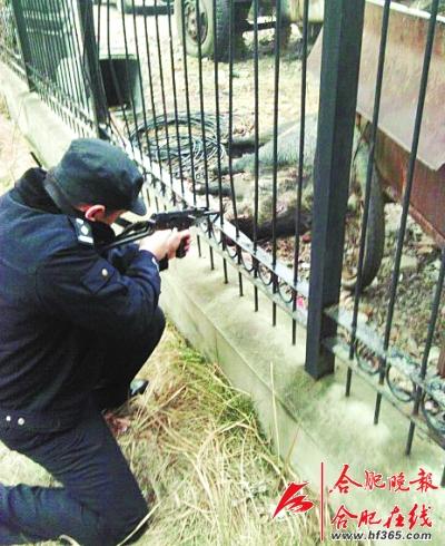 野猪突入市区连伤4人特警连发多枪将其击毙图
