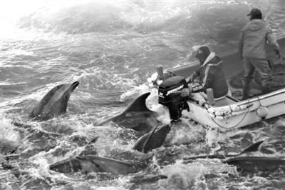 日围捕海豚引争议 当地官员称切断脊椎系人道捕杀