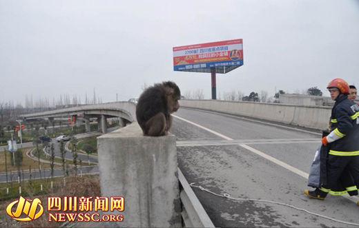 猴子高速路上闲逛 警察被咬到大腿