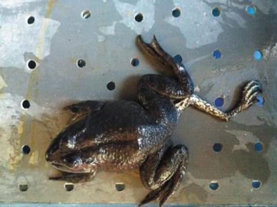 饭店养怪青蛙身上长五条腿成"招牌"(图)