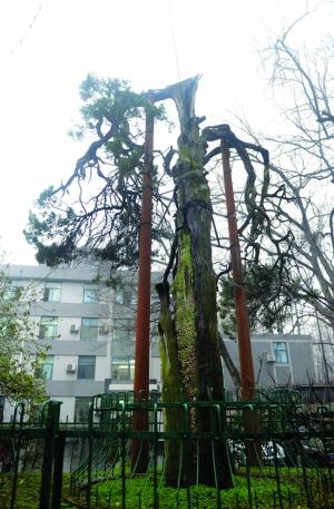 梁武帝曾在宫苑亲植"六朝松" 现存东南大学(图)-中新网