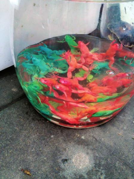 ɶгֲɫ רҳ˹עȾ(ͼ)