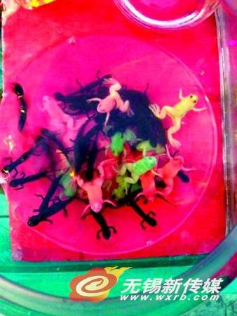 彩色青蛙是怪物还是宠物 专家建议:不要用手触碰
