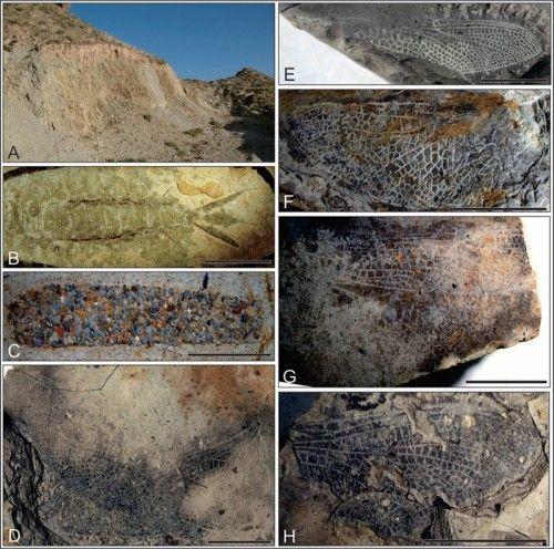 1.1亿年前蜻蜓化石惊现甘肃 翅膀仍完整灭绝成谜(视频/图)