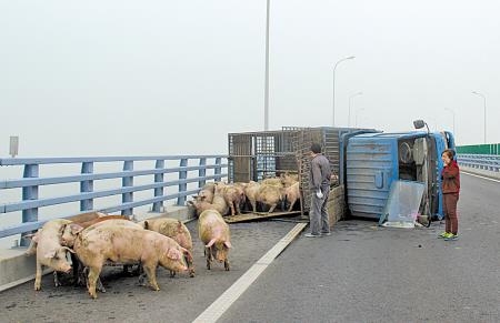 货车侧翻10多头猪高速路上溜达交警部门合围擒拿